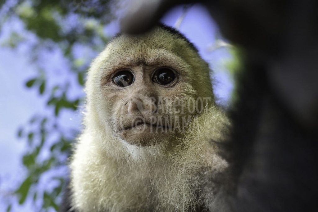 capuchin-monkey-panama