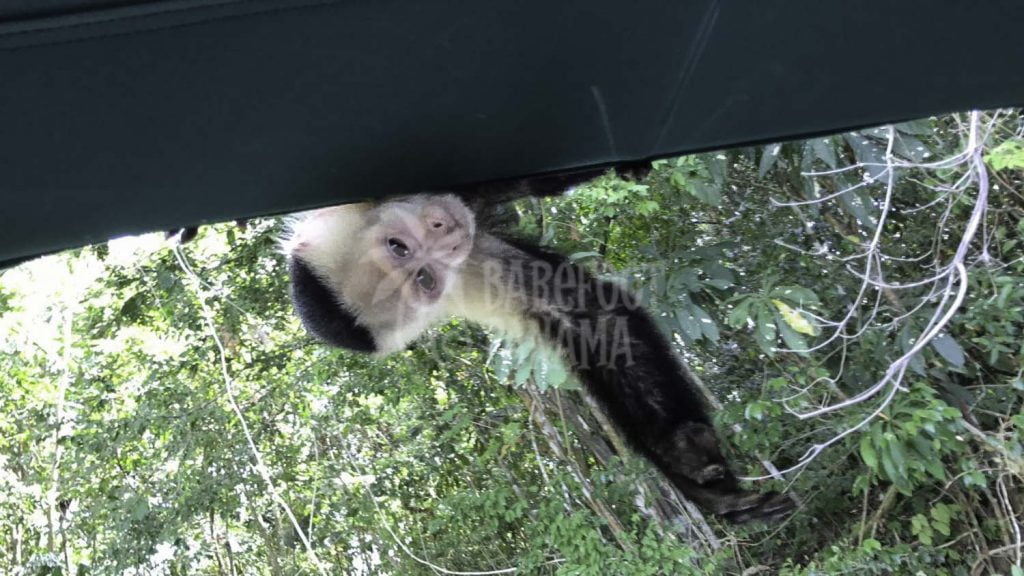 capuchin-monkey-visits-tour-boat