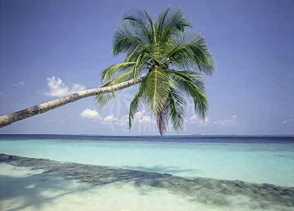 palm-tree-at-san-blas