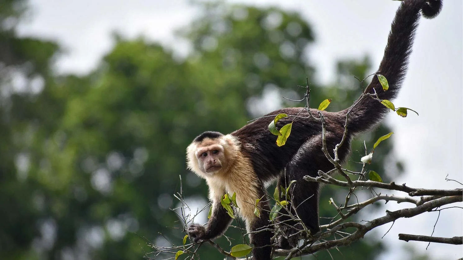 Monkey tour in Panama, Capuchin monkey on Monkey Island.